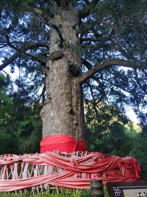 关于哲后然觉风的句子