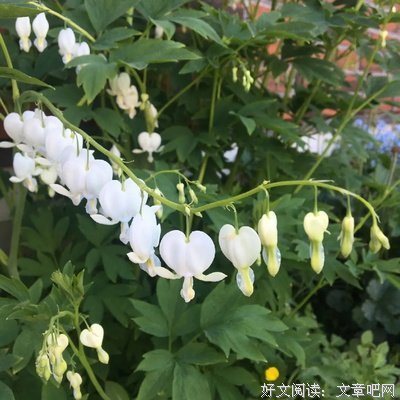 关于大利将主毛的句子