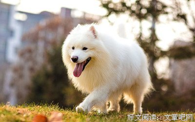 关于萨摩名言大全