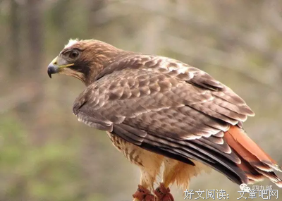 方言与中国文化读后感100字