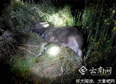 遍体鳞伤的语句摘抄_关于遍体鳞伤的语句