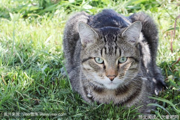 《地平线系列：猫咪观察》经典影评1000字