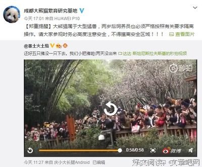 《擅离职守的猫咪》的观后感大全