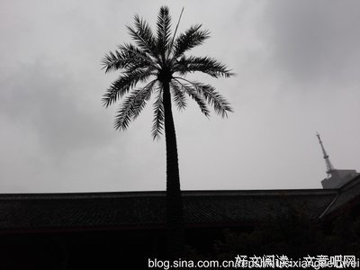 又见棕榈 又见棕榈读后感100字