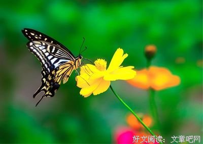 关于一花一发学却去，一树一菩提的句子