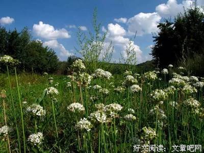 《绿野心踪》好看吗？经典观后感锦集