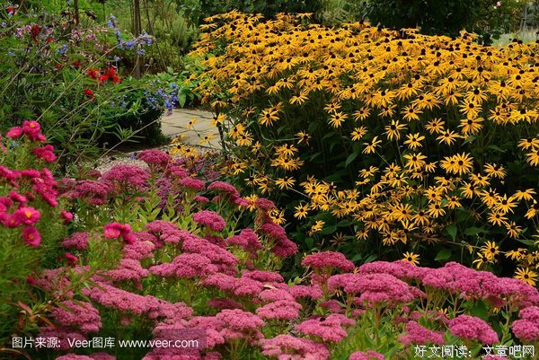黑色大丽花读后感精选