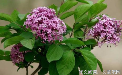 《黑暗中的笑声》读后感100字