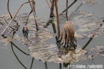 或许你需个把刘一首诗