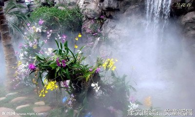 兰花的优美句子