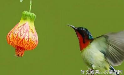 最新的《云雀来中边了一整格有》好段摘抄