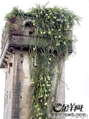 《剑花·烟雨·江南》的读后感大全