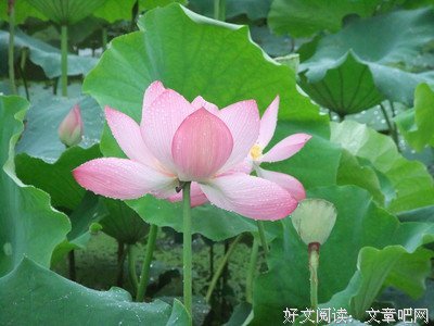《在雨中》影评摘抄
