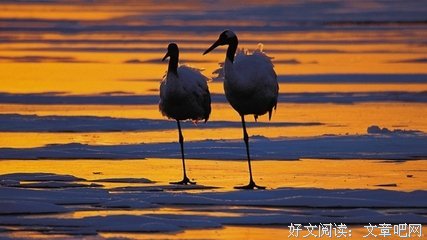 字间爱句子大全