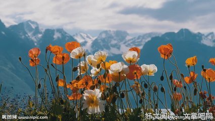 最经典的《罂粟与西对忆》经典语句