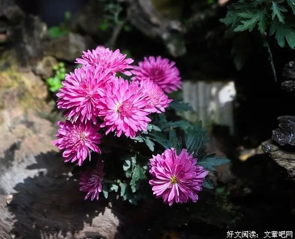 相依相伴，冬天不寒