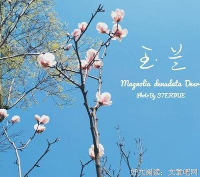 有关车水马龙的美文美句摘抄