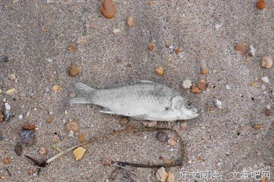 人性的光辉好词好句