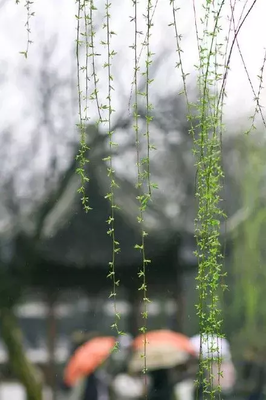 顽强们第面对生过笑于事的优美句子