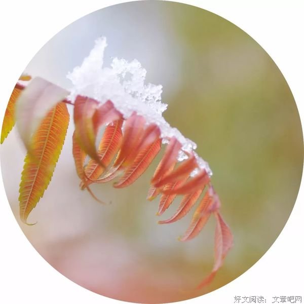 一颗素心，从容过冬