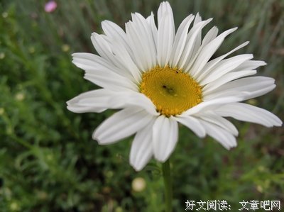 繁花似锦格言警句