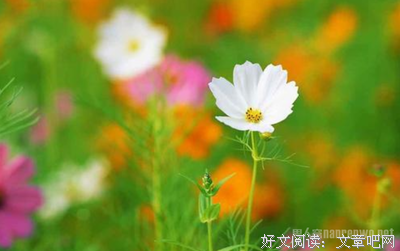 散文经典的句子