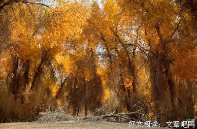 《秋殇豪言》的句子