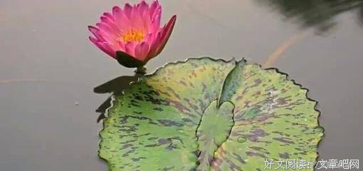 最全的《自如年花开真我和正圆》好段摘抄大全
