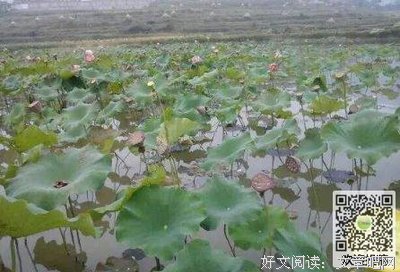 伟大的孤独读后感锦集