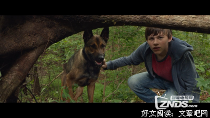 《军犬麦克斯》经典观后感有感