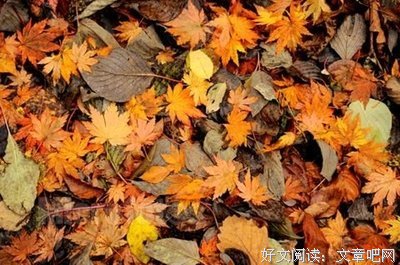 有关落叶的句子