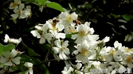 开到荼蘼心微凉名句欣赏