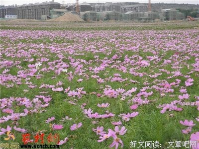 《风中的花瓣》观后感摘抄