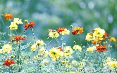 地的你于些悄悄爱上的句子