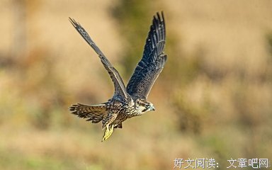 最全的《游隼》名句欣赏大全