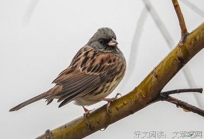 燕雀归巢，我与奶奶重归于好丨人间