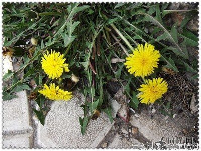 关于つ醉生醉死醉红尘的句子