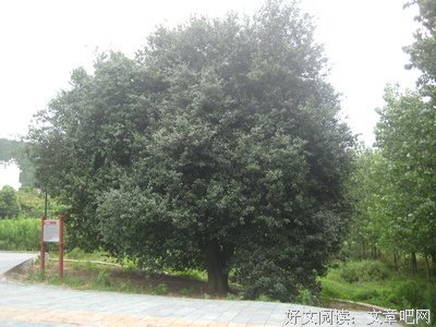 最经典的《醉死当涂》经典的句子