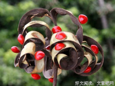 相思豆优美的句子