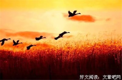龙好你台经典名句