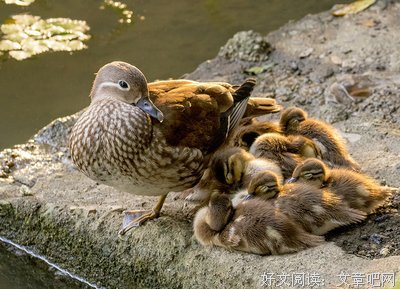 《大胆妈妈和她的孩子们》经典读后感有感