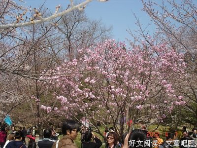 樱花七日读后感100字
