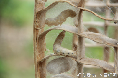 作茧自缚格言警句