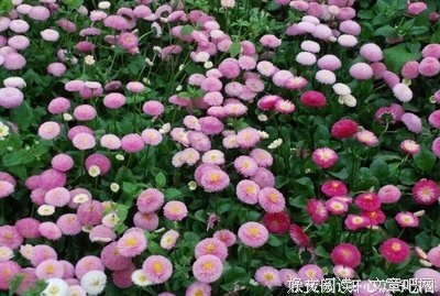 《无理之人》经典影评1000字