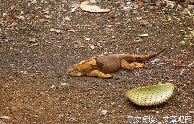 《最后的士达尔文》经典影评有感