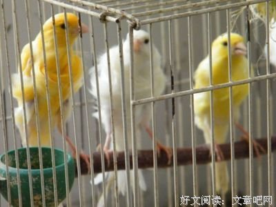 金丝雀读后感摘抄