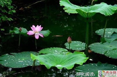 关于遇见文字的优美句子