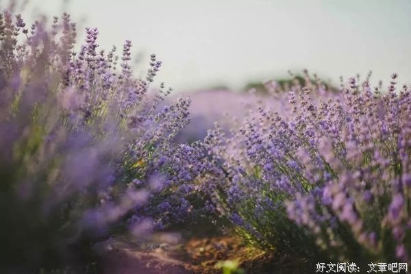 经典微小说：《老爹》