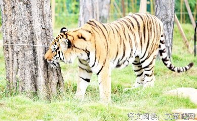 《动物凶猛》读后感摘抄