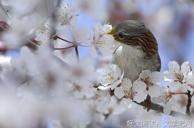 鸟语花香的名人名言